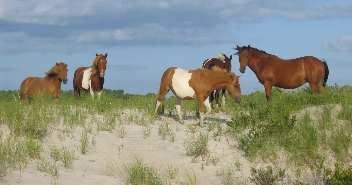 Wild horses on the dunes at Assateague