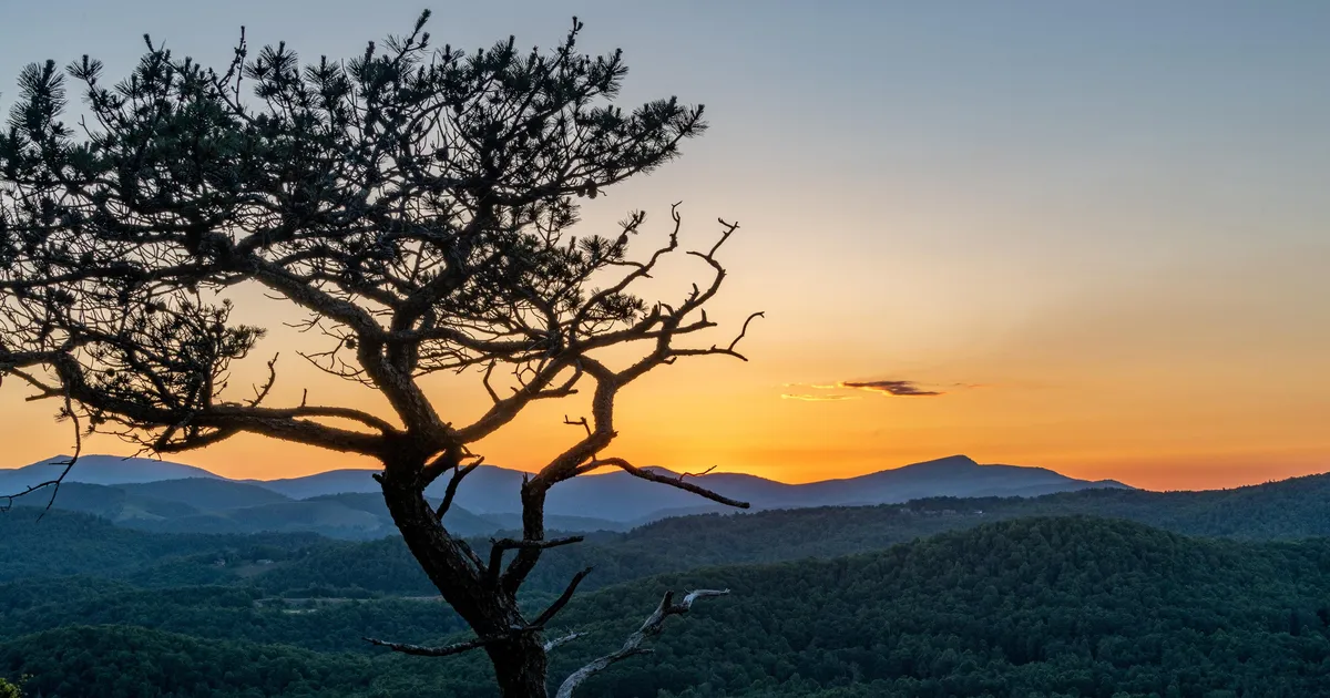 A long pine tree stands in front of distant mountain ridges beneath an orange sunset