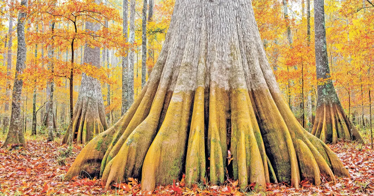 Image of Congaree National Park