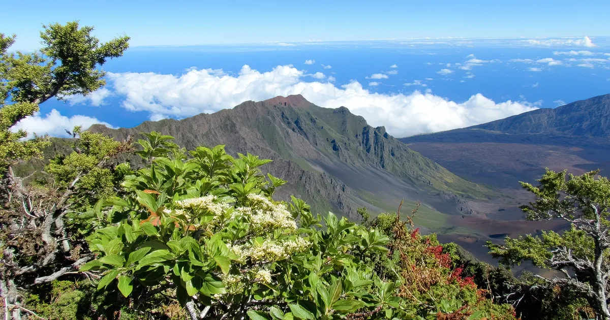 'Ahinahina blooms in Haleakala crater