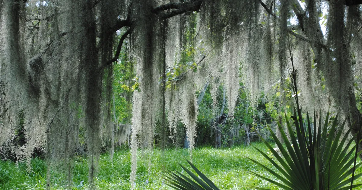 Spanish moss hangs from live oak tree
