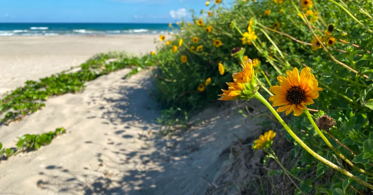 Yellow flowers bloom in the dunes along Malaquite Beach.