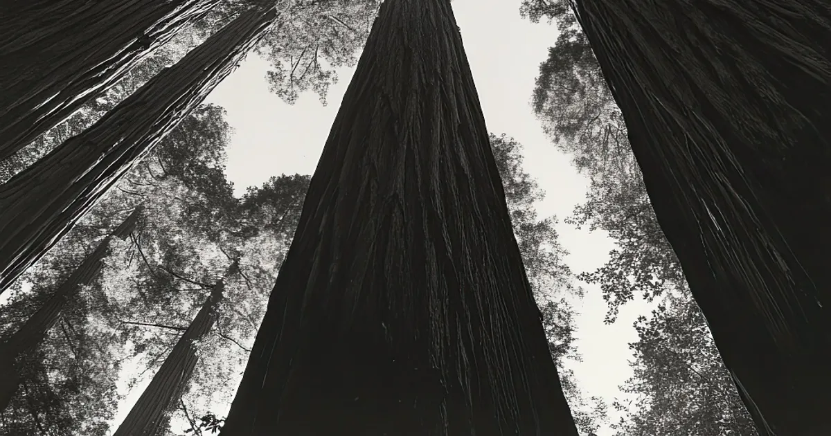 View from forest floor looking straight up. Ferns as seen close up and redwood trunks meet.