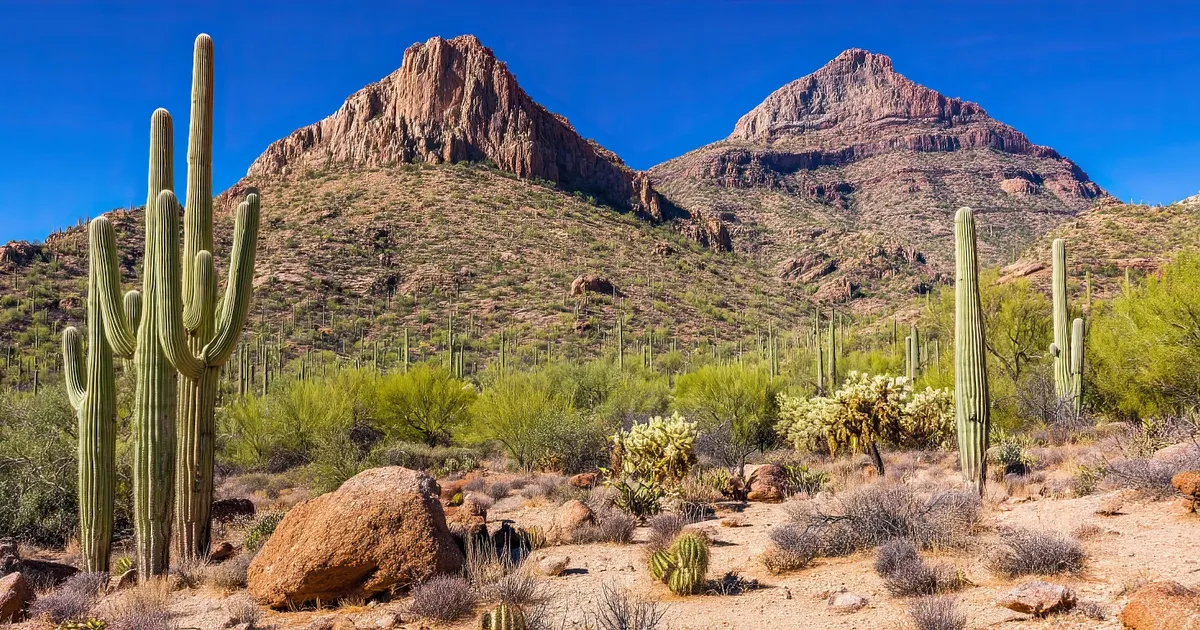 Image of Saguaro National Park